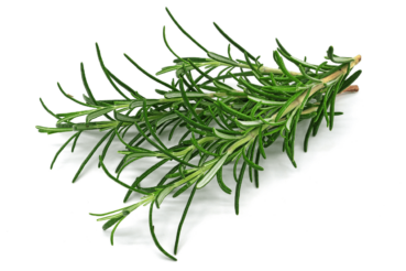 Rosemary