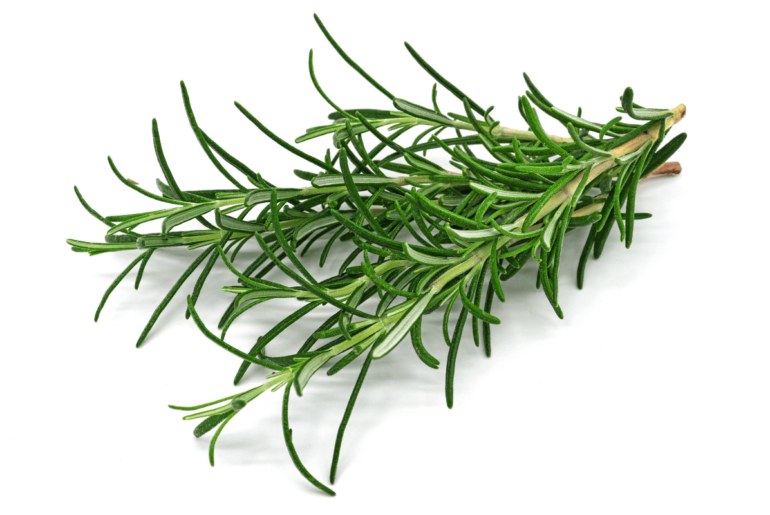 Rosemary